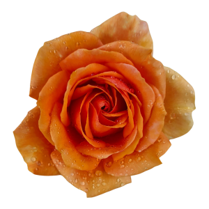 Orange rose