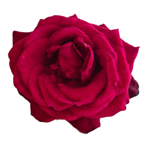 red rose